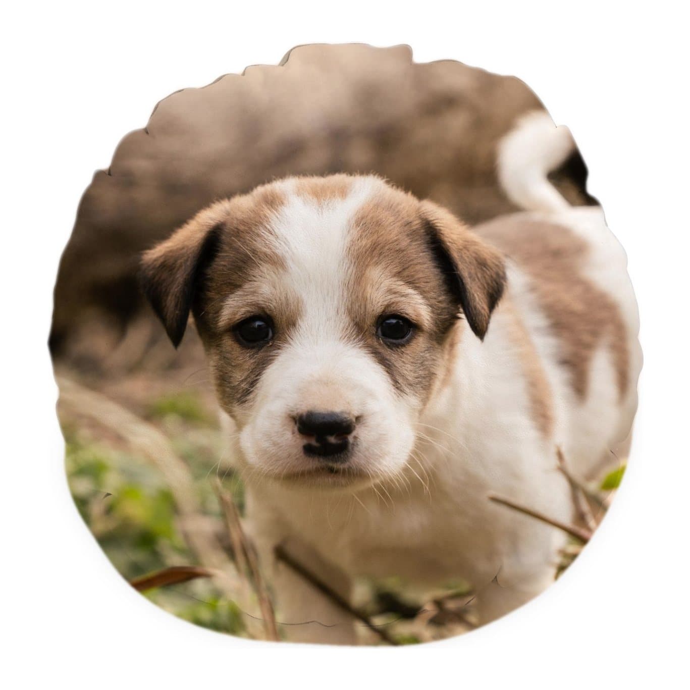 Round cushion printed with a close-up of a brown and white puppy